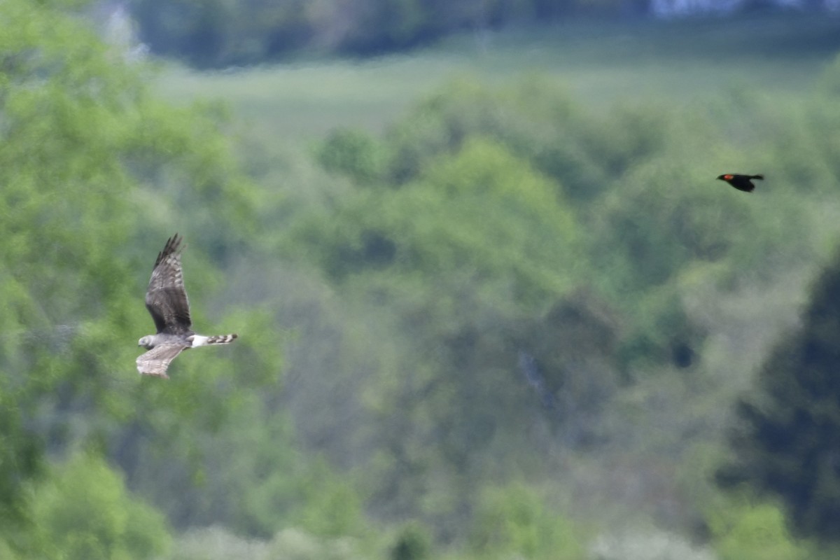 Northern Harrier - Tim Healy