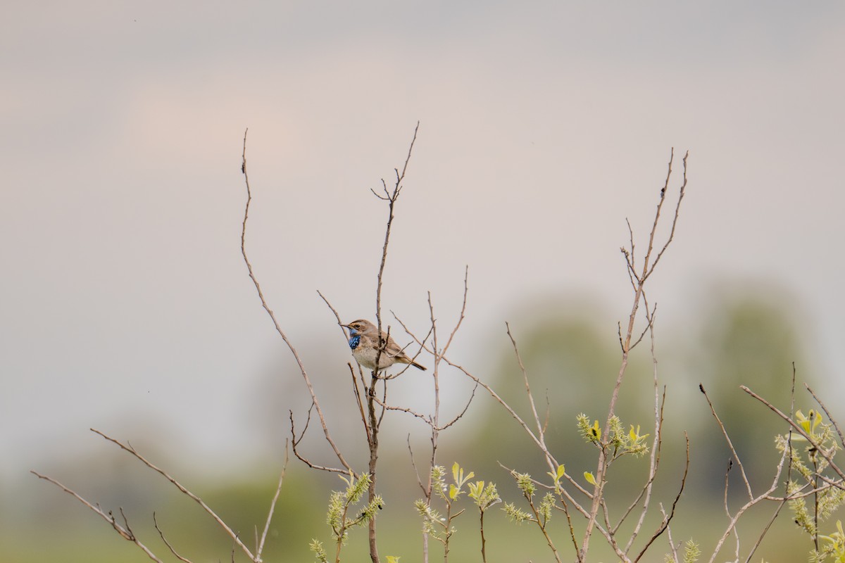 Bluethroat - Кристина Толстых