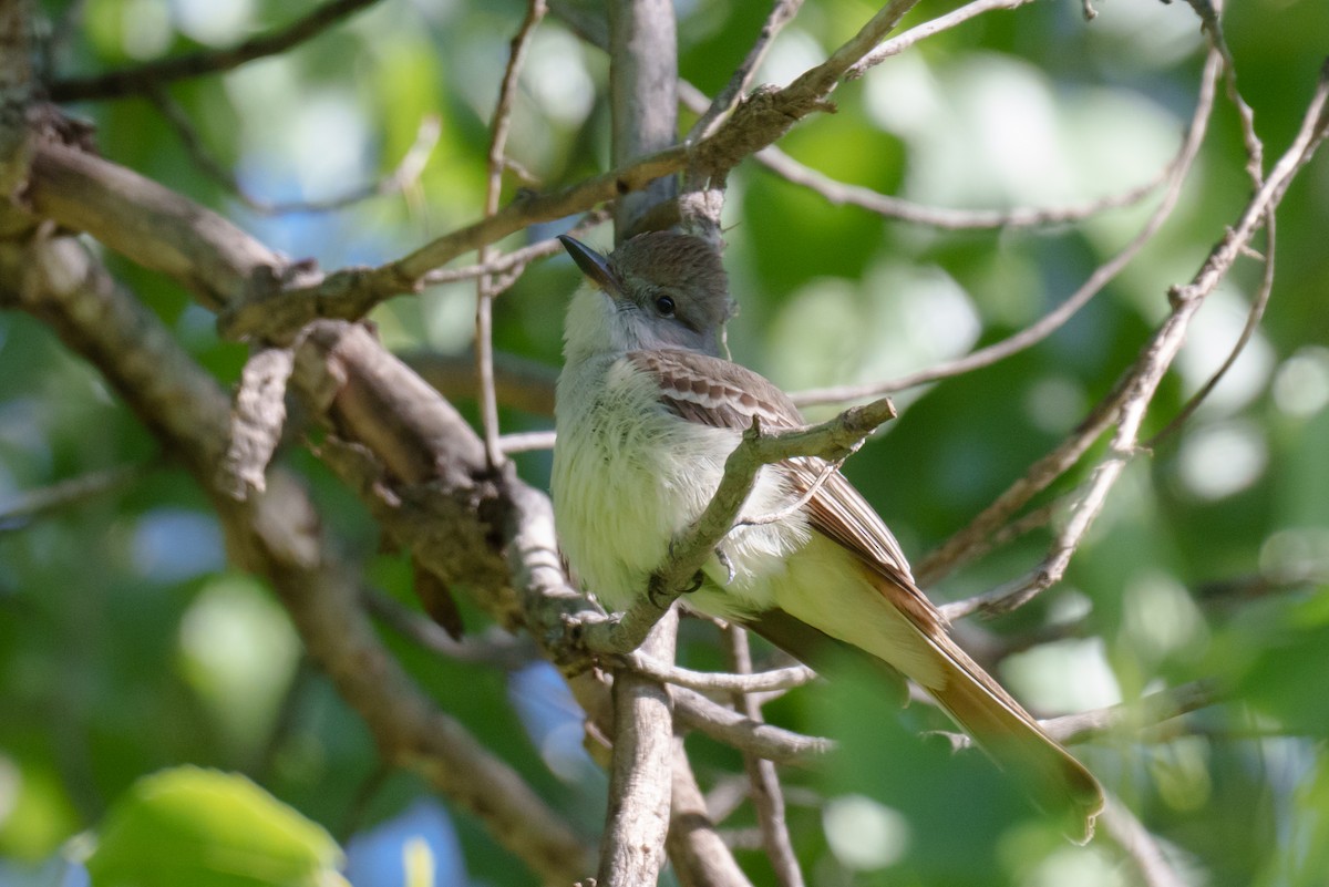 Ash-throated Flycatcher - Linda Chittum