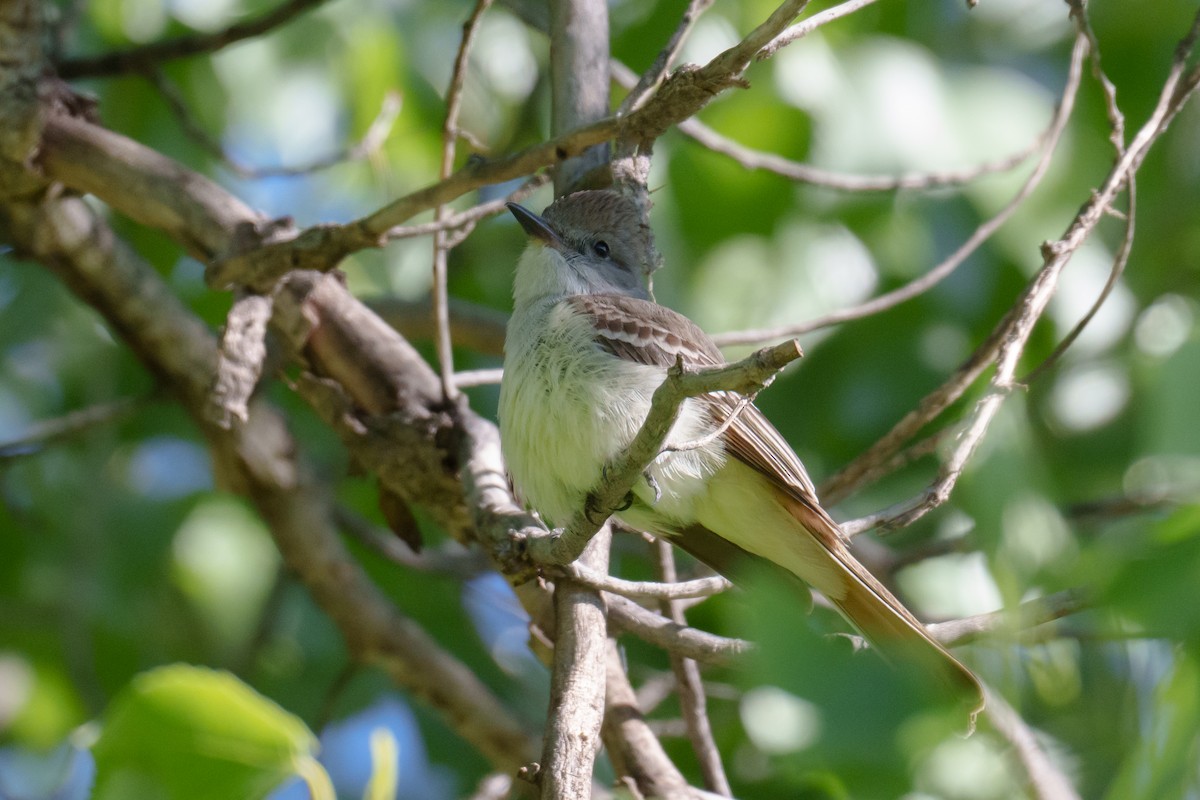 Ash-throated Flycatcher - ML618907531