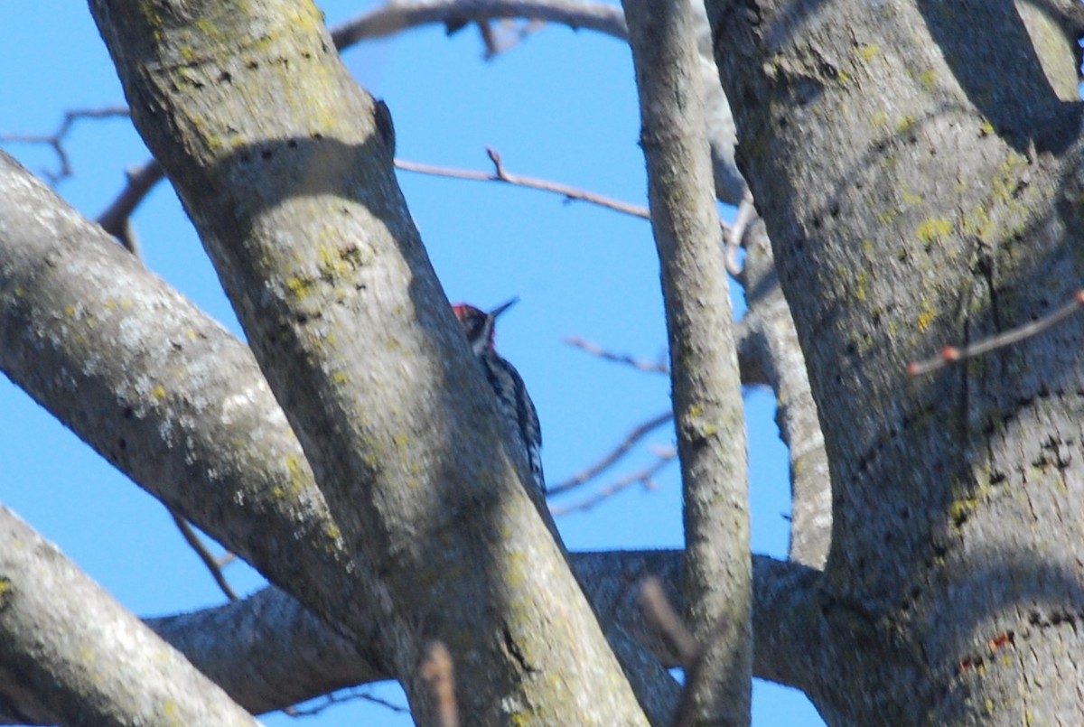 Red-bellied Woodpecker - roy sorgenfrei