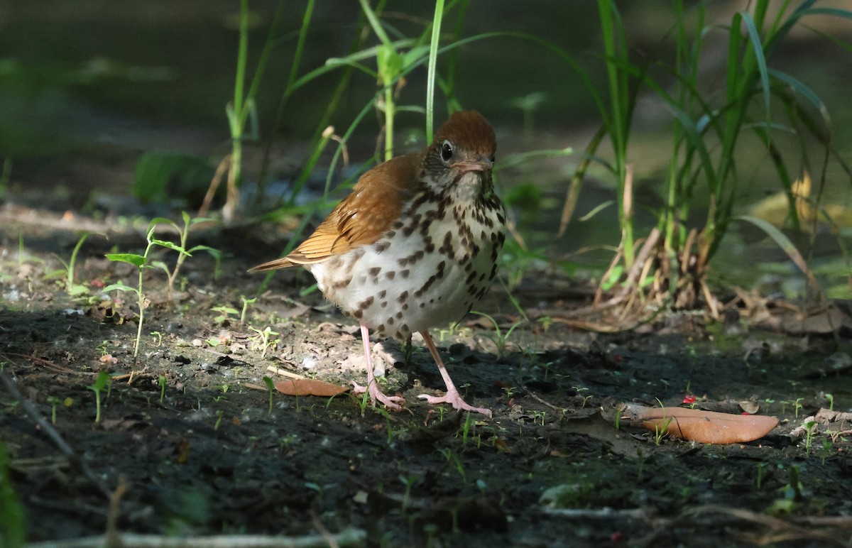 Wood Thrush - John Drummond