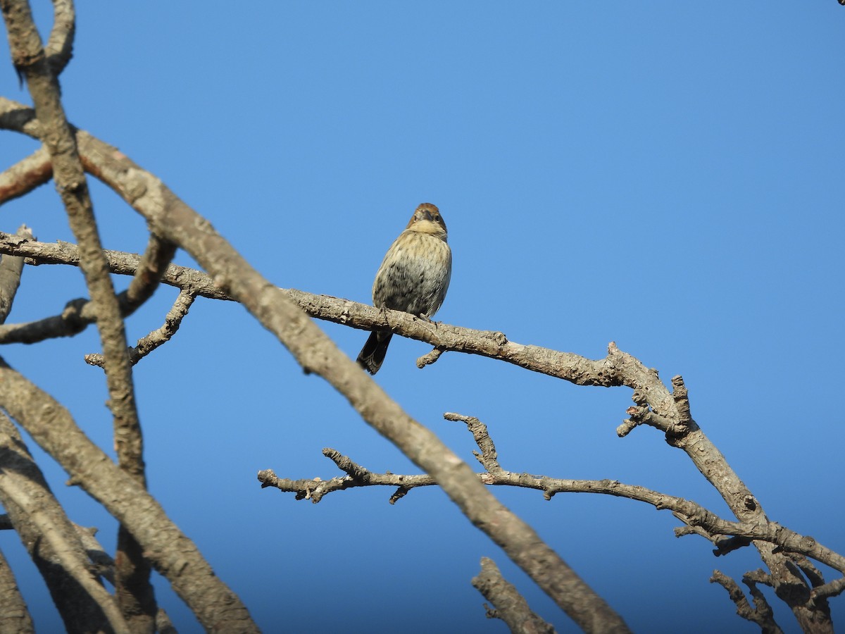 Blue-black Grassquit - ML618907558