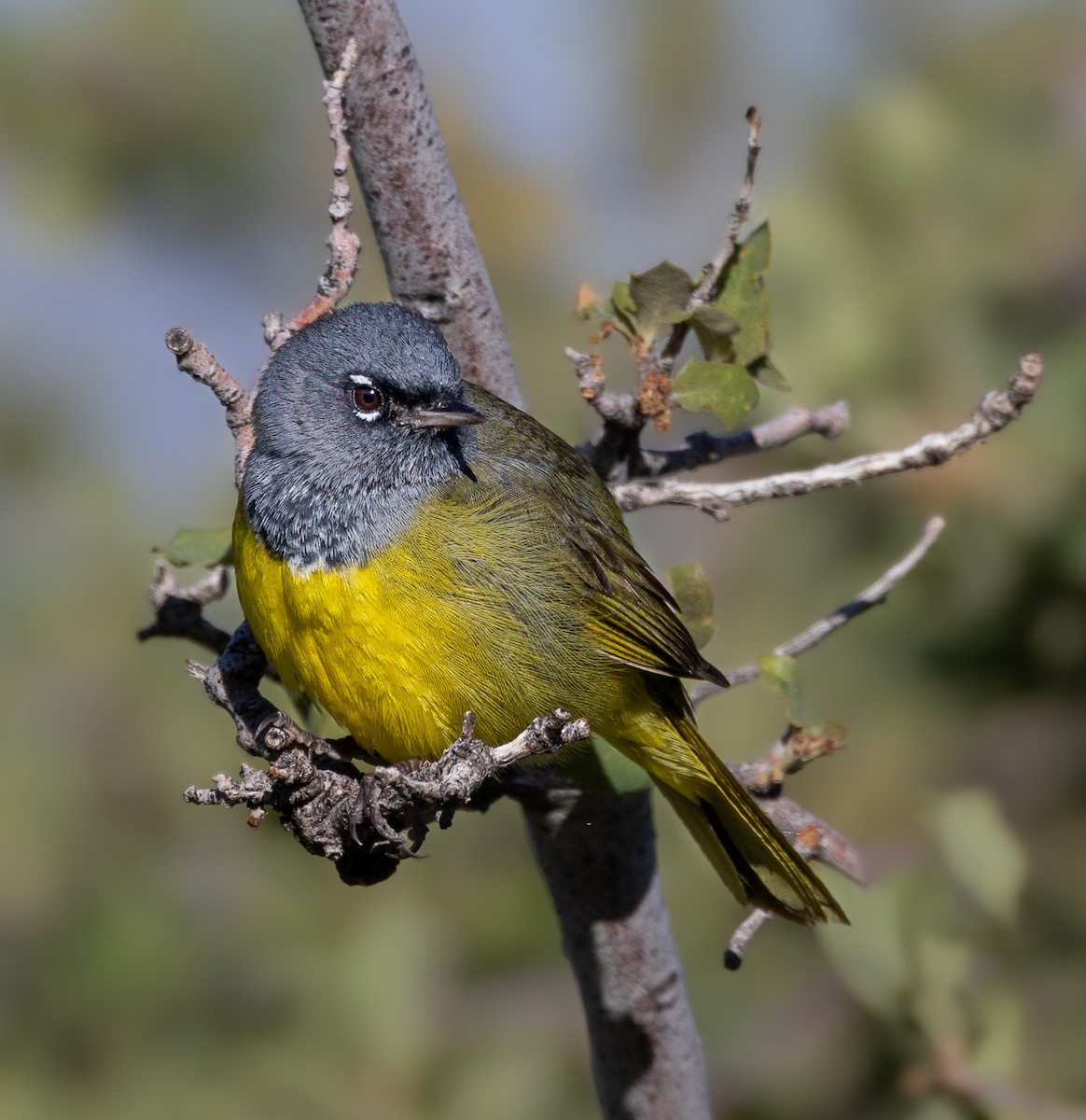 MacGillivray's Warbler - ML618907559