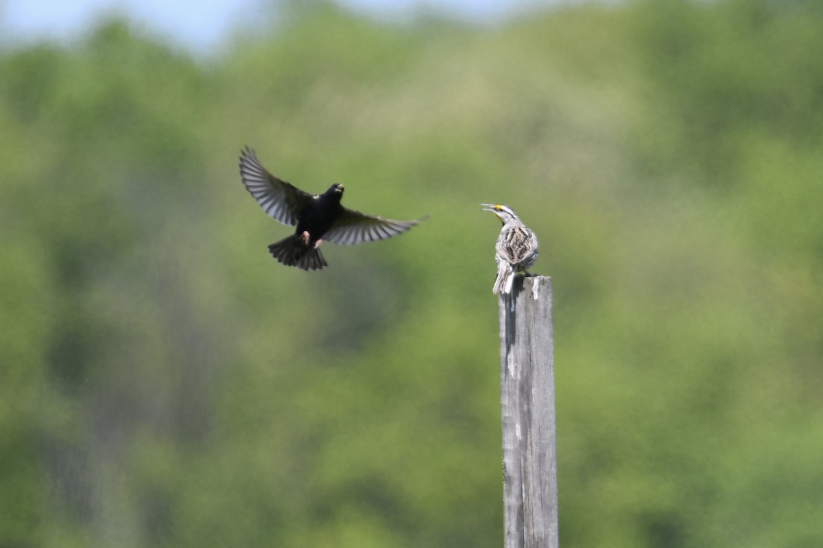 Eastern Meadowlark (Eastern) - Tim Healy