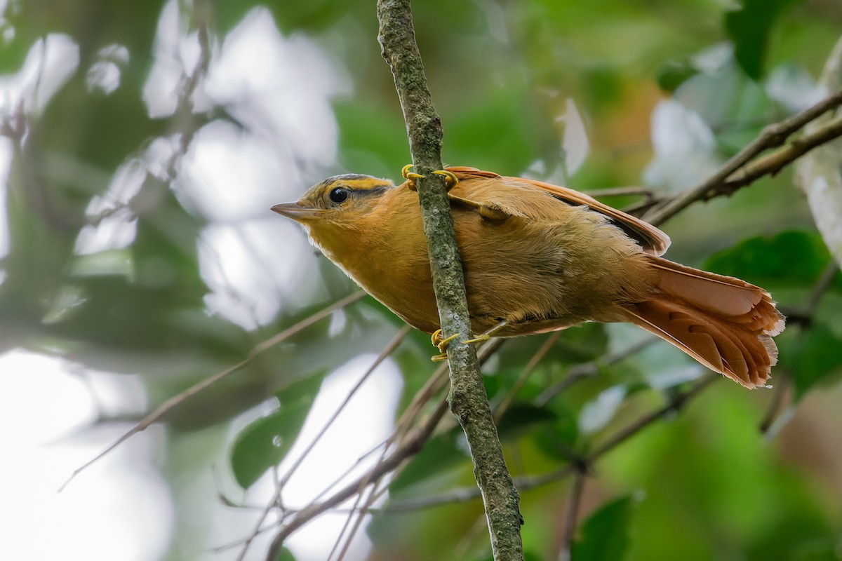 Ochre-breasted Foliage-gleaner - João Vitor Andriola