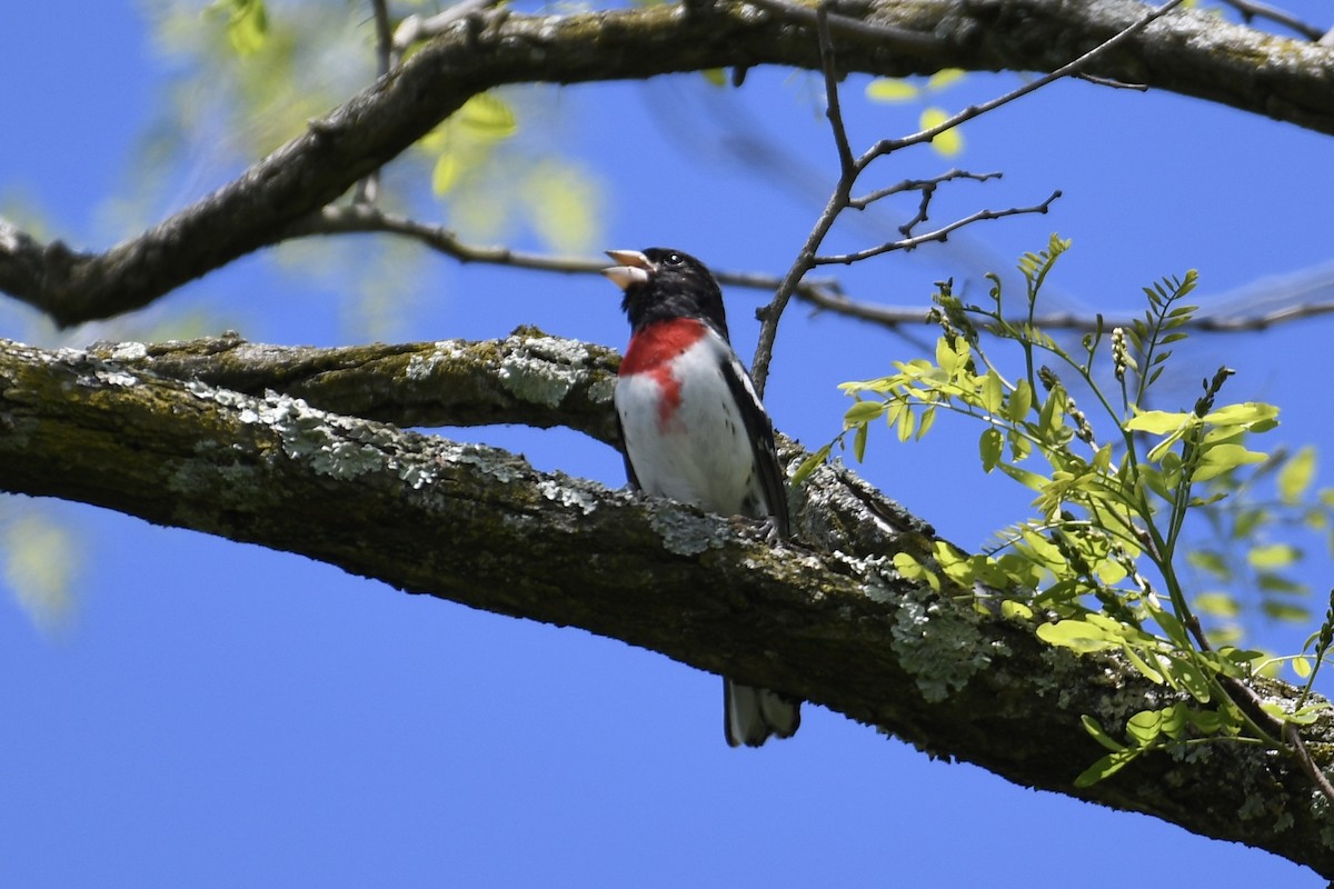 Rose-breasted Grosbeak - Tim Healy