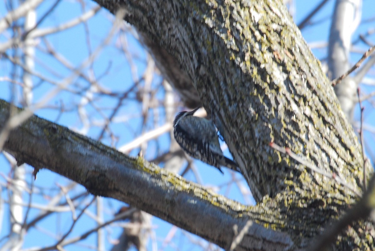 Red-bellied Woodpecker - roy sorgenfrei