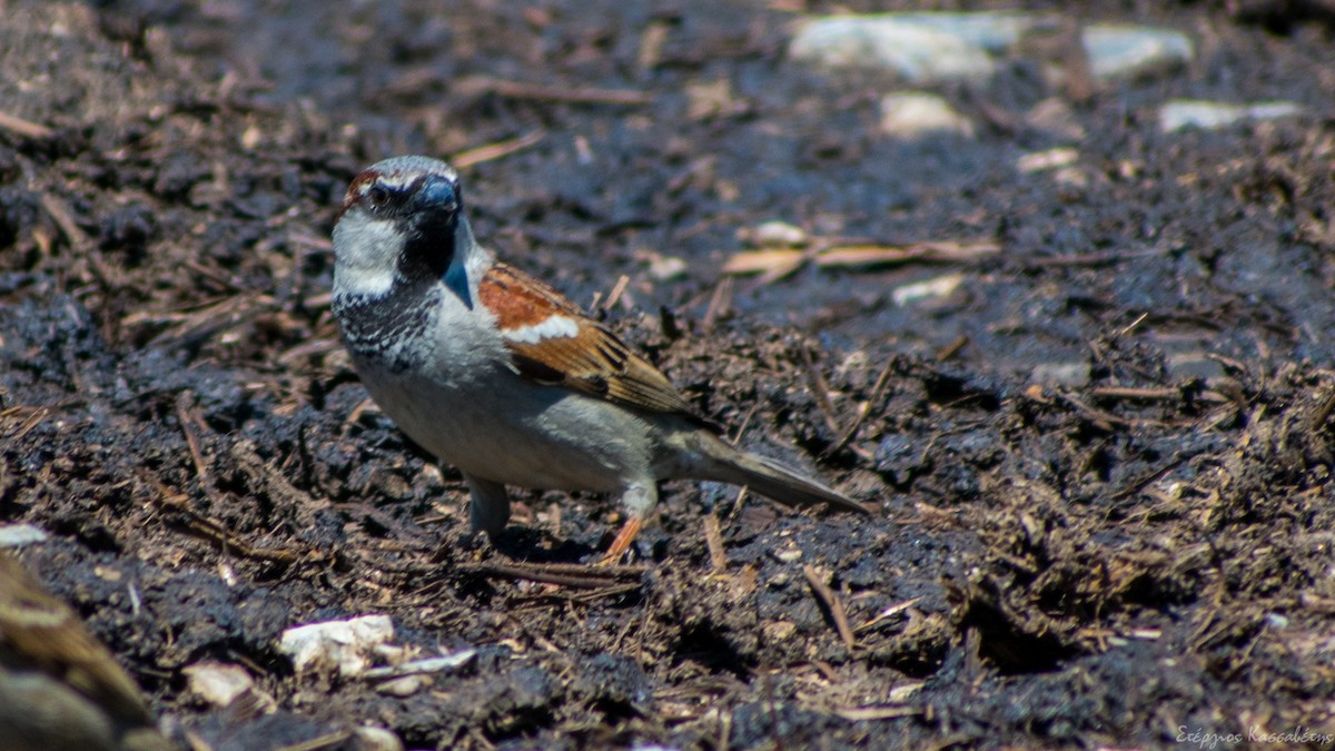 House Sparrow - Stergios Kassavetis