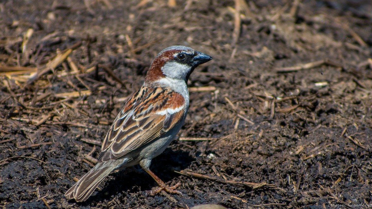 House Sparrow - Stergios Kassavetis