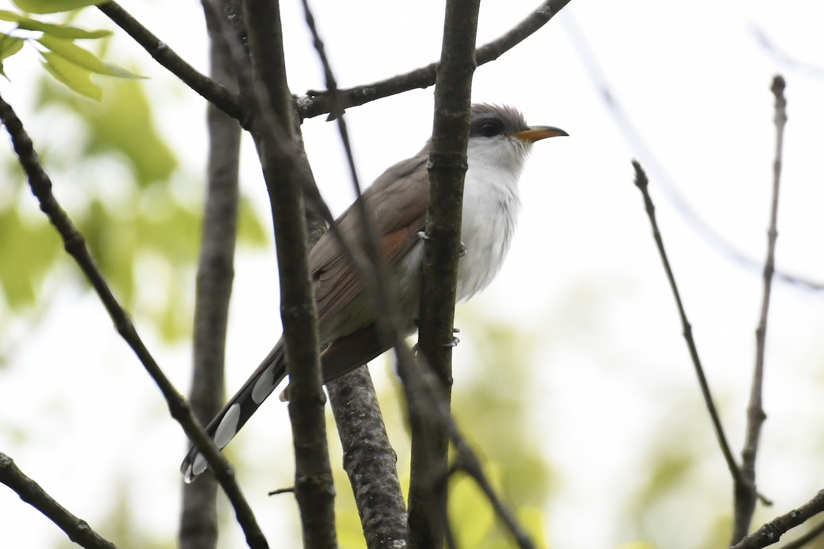 Yellow-billed Cuckoo - Tim Healy