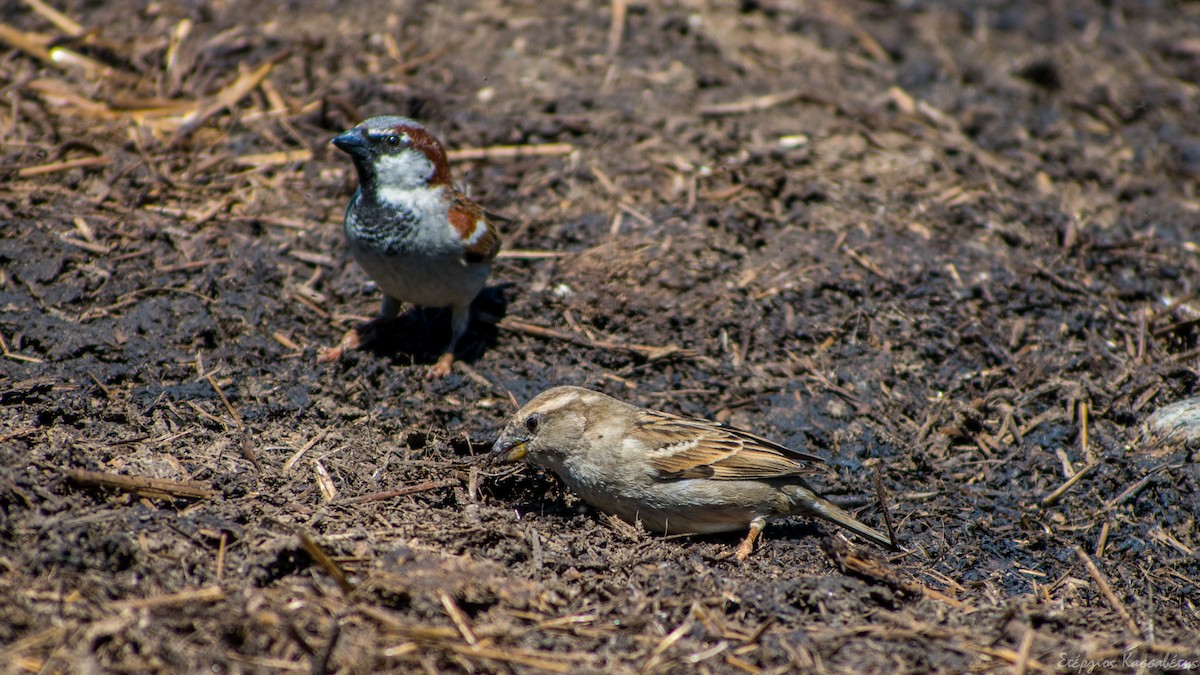 House Sparrow - Stergios Kassavetis