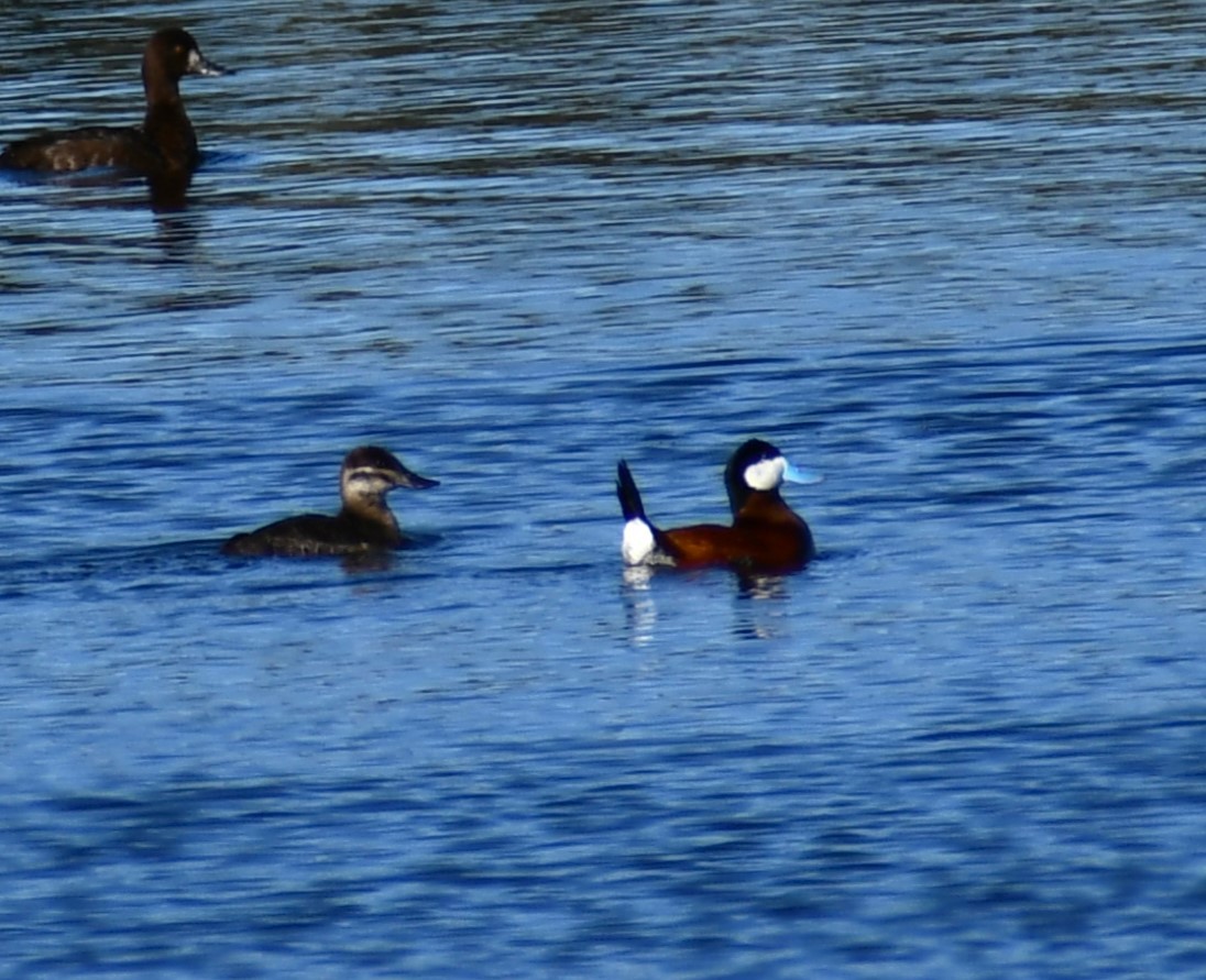 Ruddy Duck - ML618907613