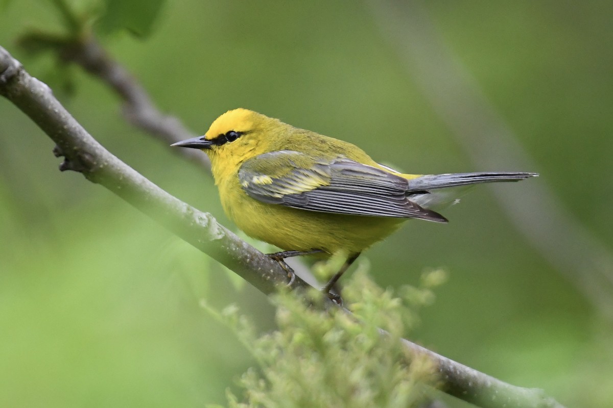 Golden-winged x Blue-winged Warbler (hybrid) - Tim Healy