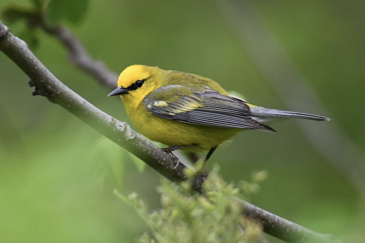 Golden-winged x Blue-winged Warbler (hybrid) - Tim Healy