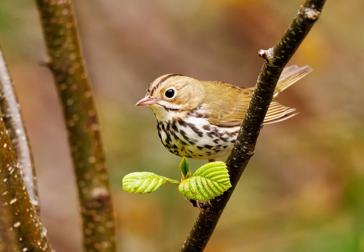 Ovenbird - Ken Janes