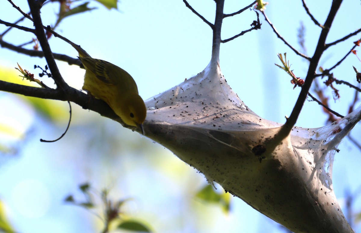 Yellow Warbler - MA 2