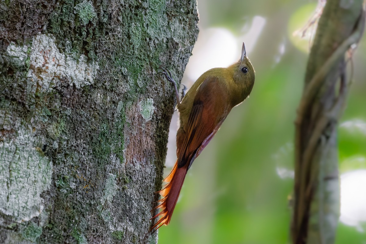 Olivaceous Woodcreeper - ML618907662