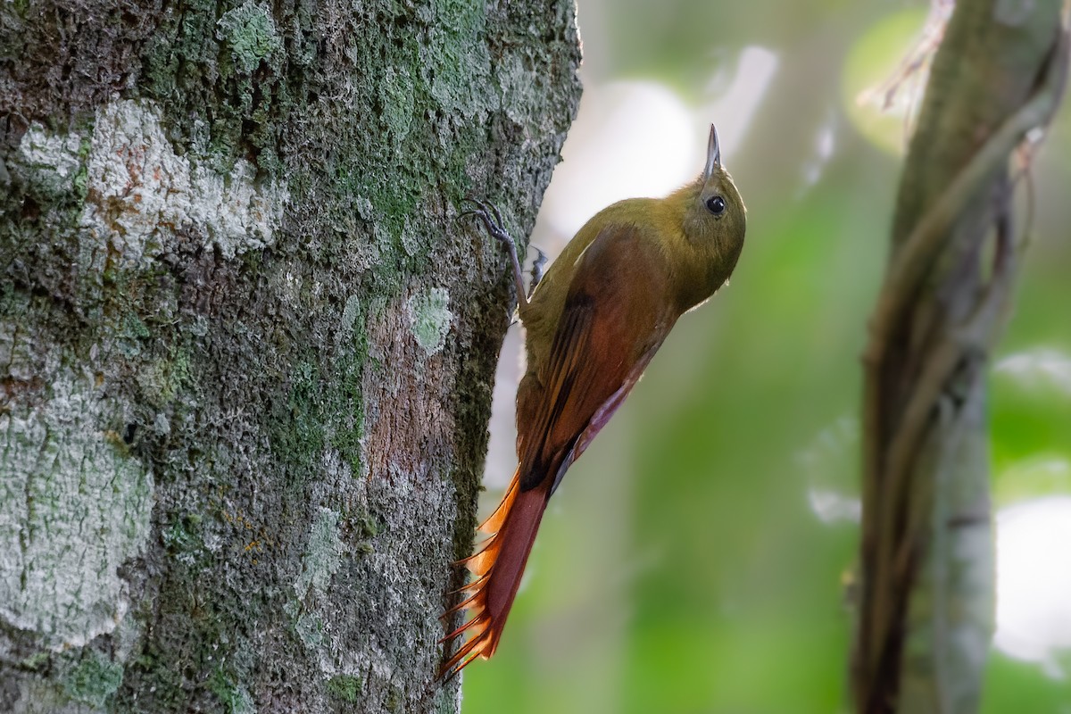 Olivaceous Woodcreeper - João Vitor Andriola