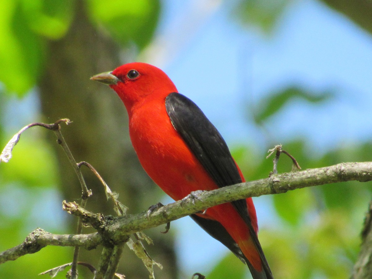 Scarlet Tanager - ML618907663