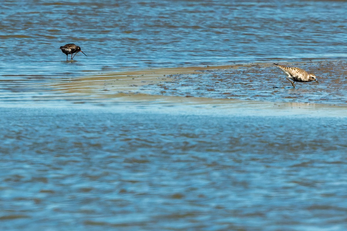 Spotted Redshank - lucien ABAH