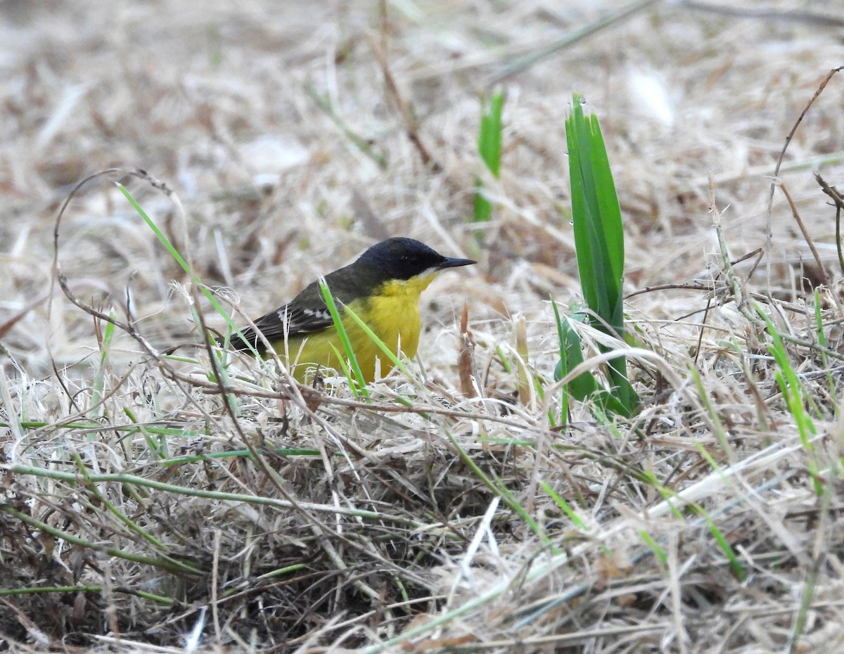 Western Yellow Wagtail (thunbergi) - Francesco Barberini