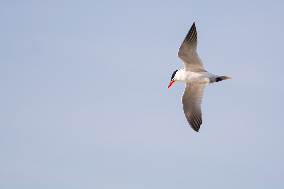 Caspian Tern - Peter Mundale