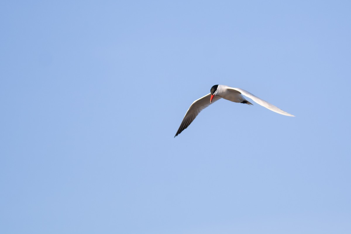 Caspian Tern - Peter Mundale