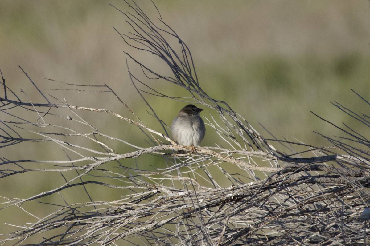 House Sparrow - A Branch