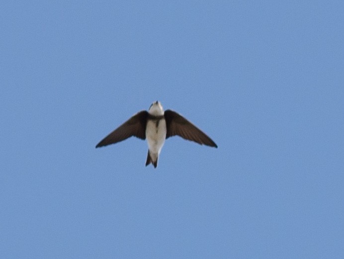 Bank Swallow - Alix d'Entremont