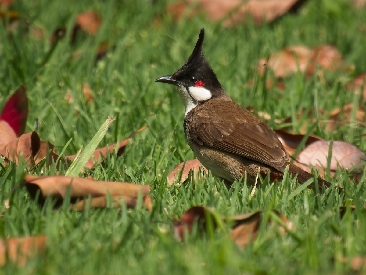 Red-whiskered Bulbul - ML618907696