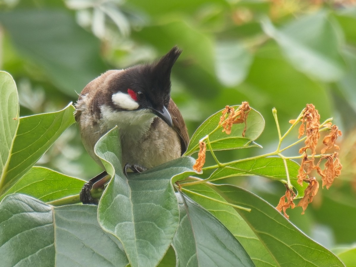 Red-whiskered Bulbul - ML618907705