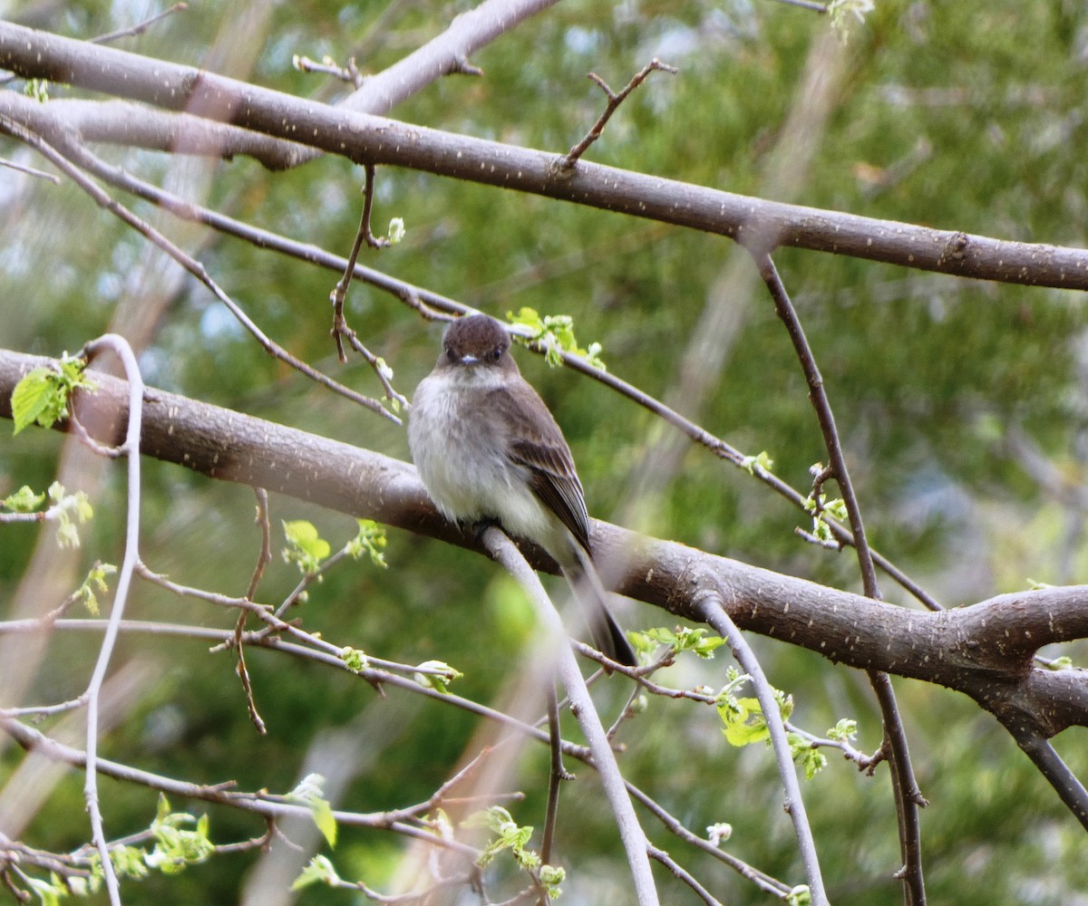 Eastern Phoebe - ML618907707