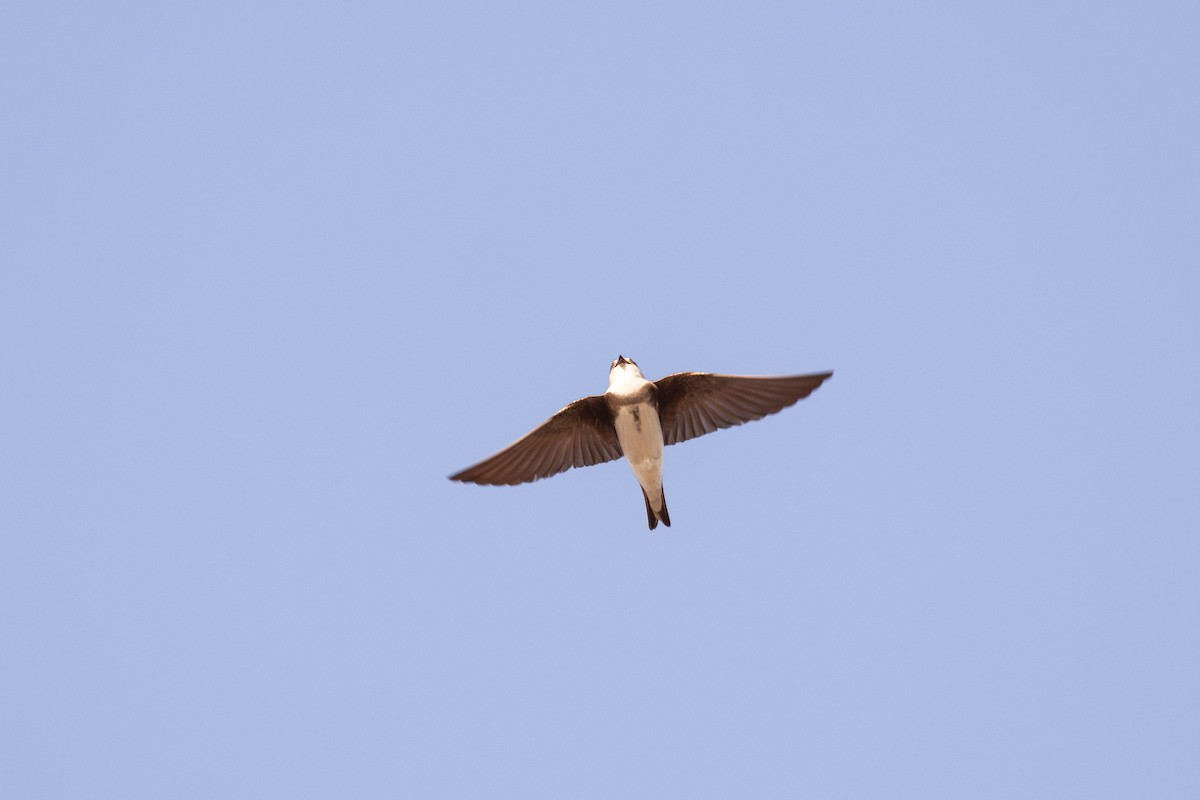 Bank Swallow - Peter Mundale