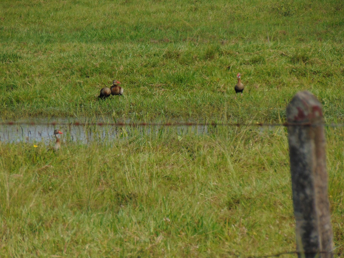 Black-bellied Whistling-Duck - ML618907716