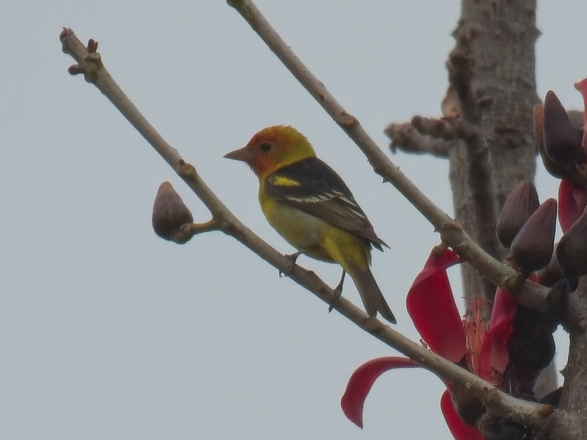 Western Tanager - Jeffrey Hale