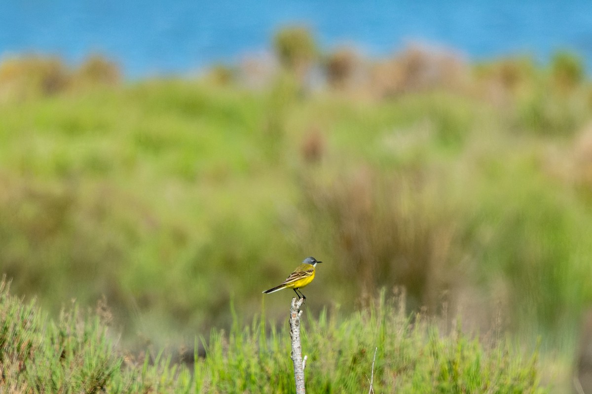 Western Yellow Wagtail - lucien ABAH