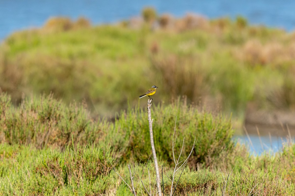 Western Yellow Wagtail - lucien ABAH