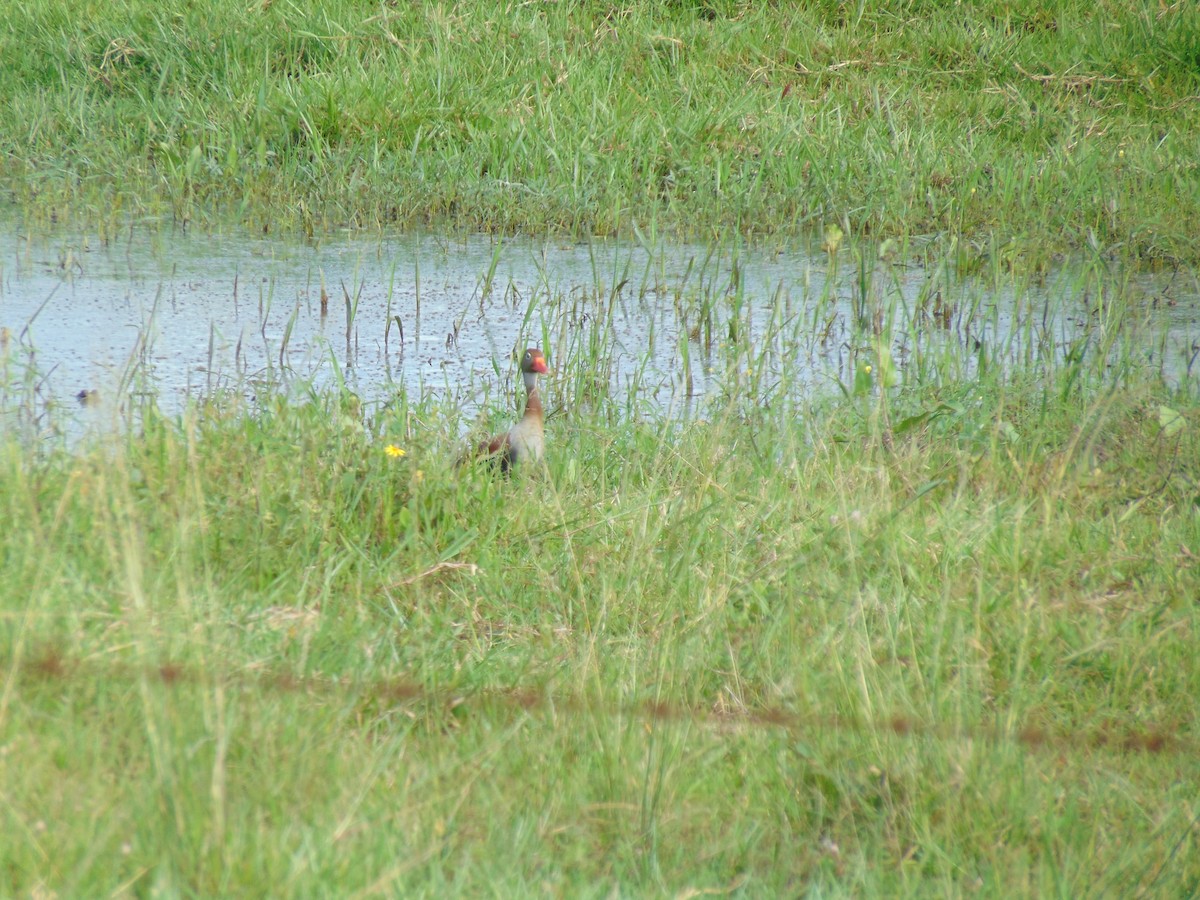 Black-bellied Whistling-Duck - ML618907757