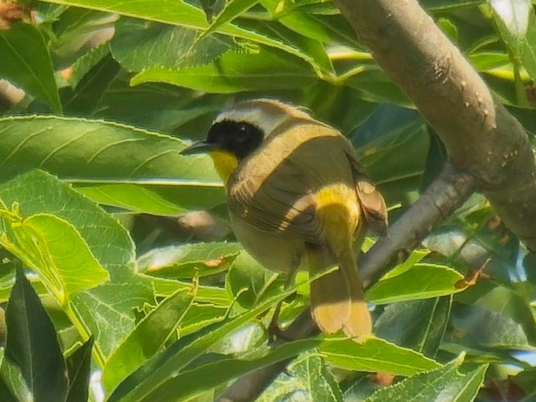 Common Yellowthroat - Jeffrey Hale