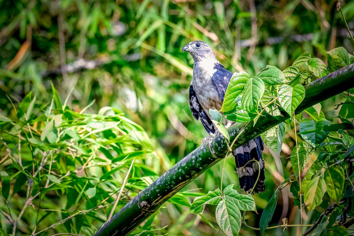 Gray-headed Kite - ML618907768