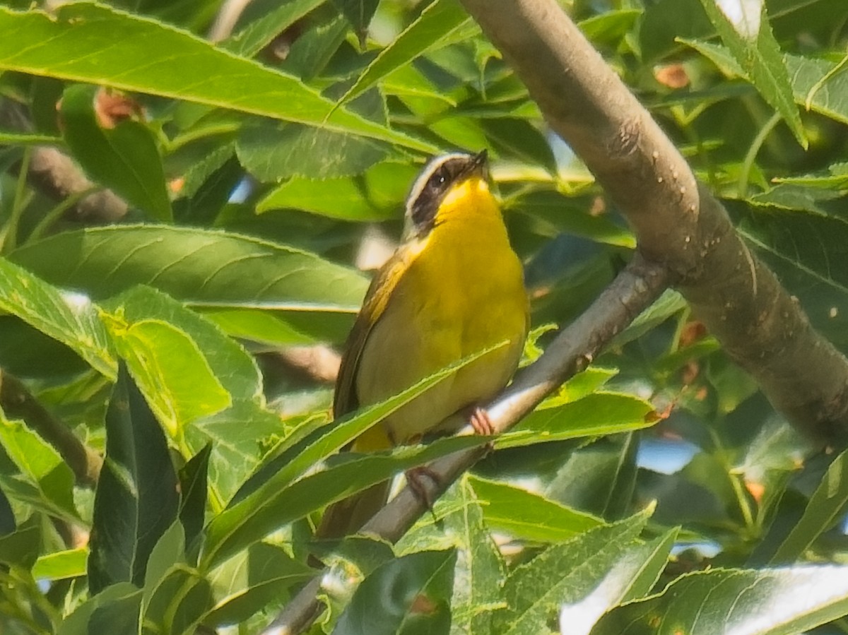 Common Yellowthroat - Jeffrey Hale