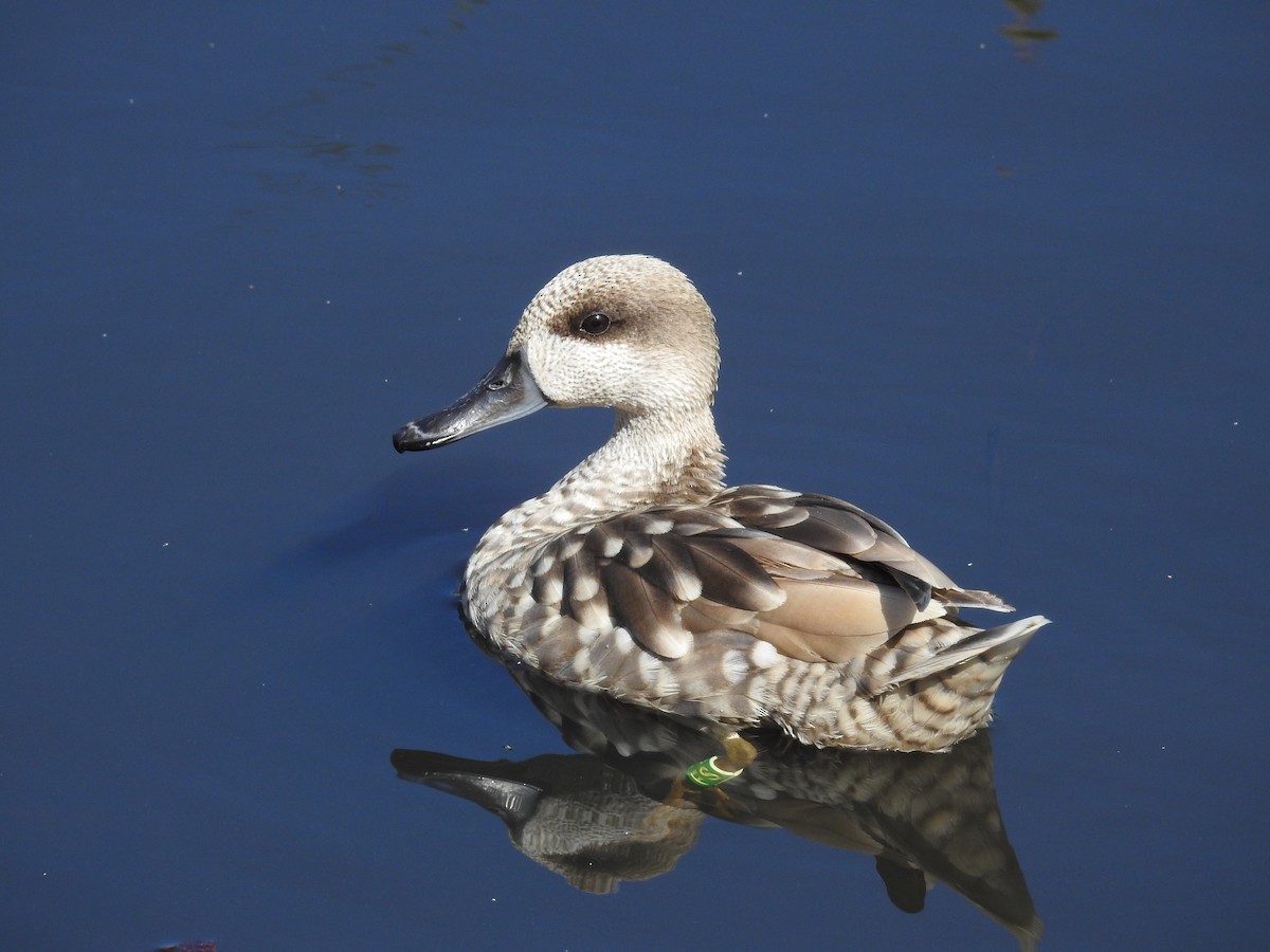 Marbled Duck - Jose luis Arriaza