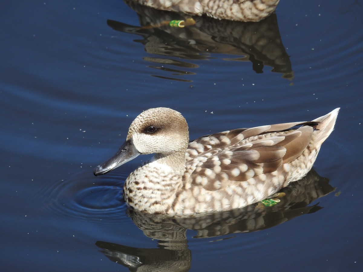 Marbled Duck - Jose luis Arriaza