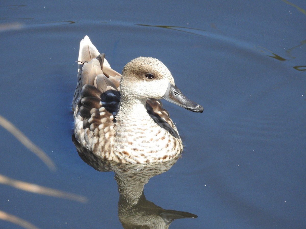 Marbled Duck - Jose luis Arriaza