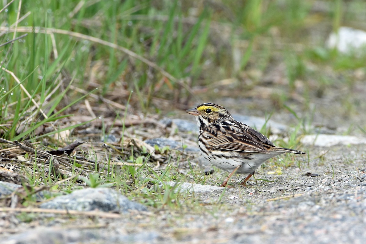 Savannah Sparrow - Norma Van Alstine