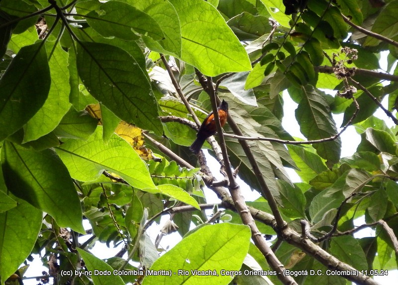 Scarlet-bellied Mountain Tanager - Maritta (Dodo Colombia)