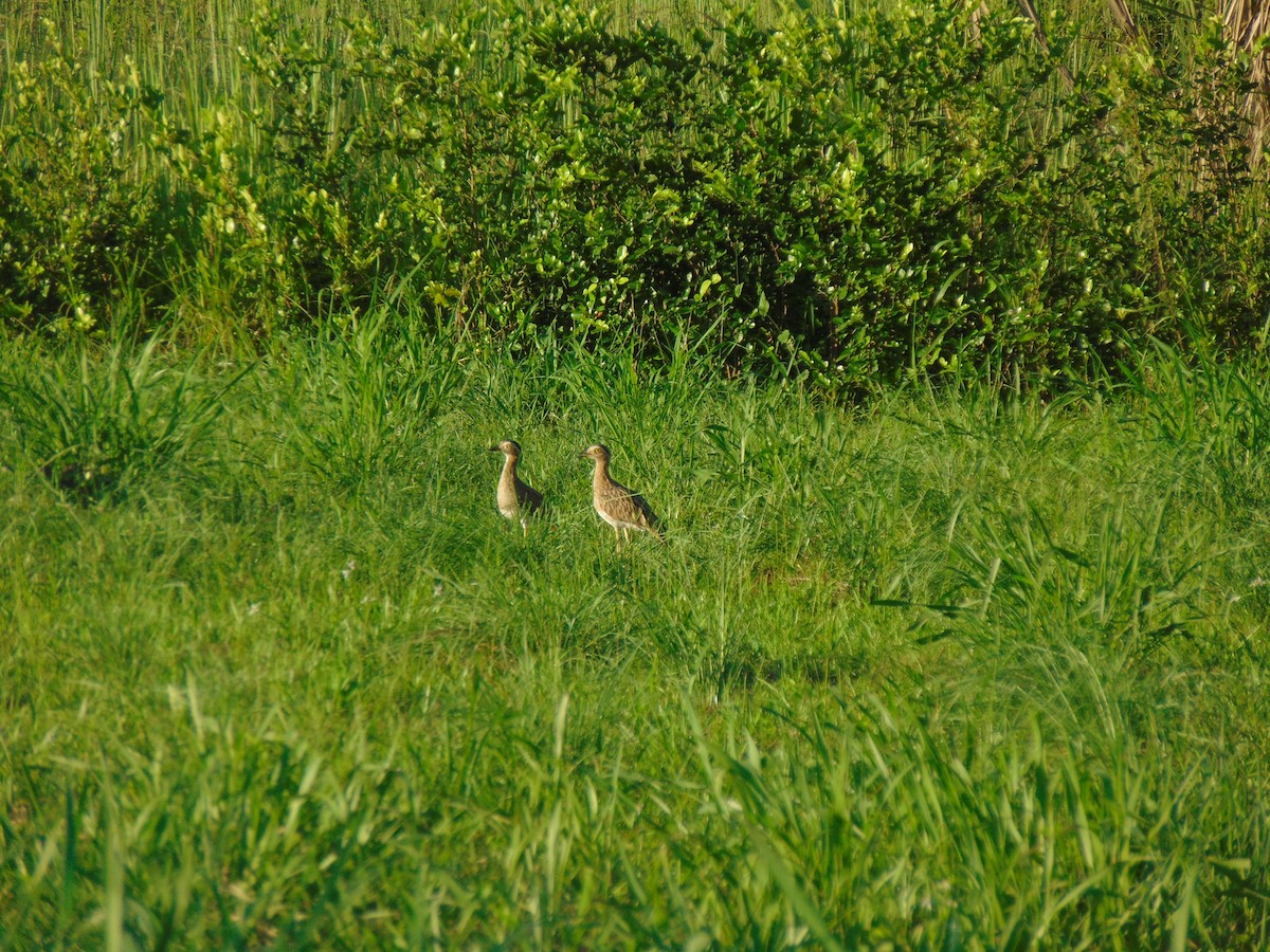 Double-striped Thick-knee - ML618907799