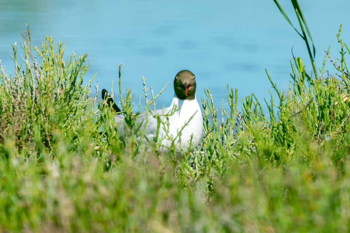 Black-headed Gull - lucien ABAH