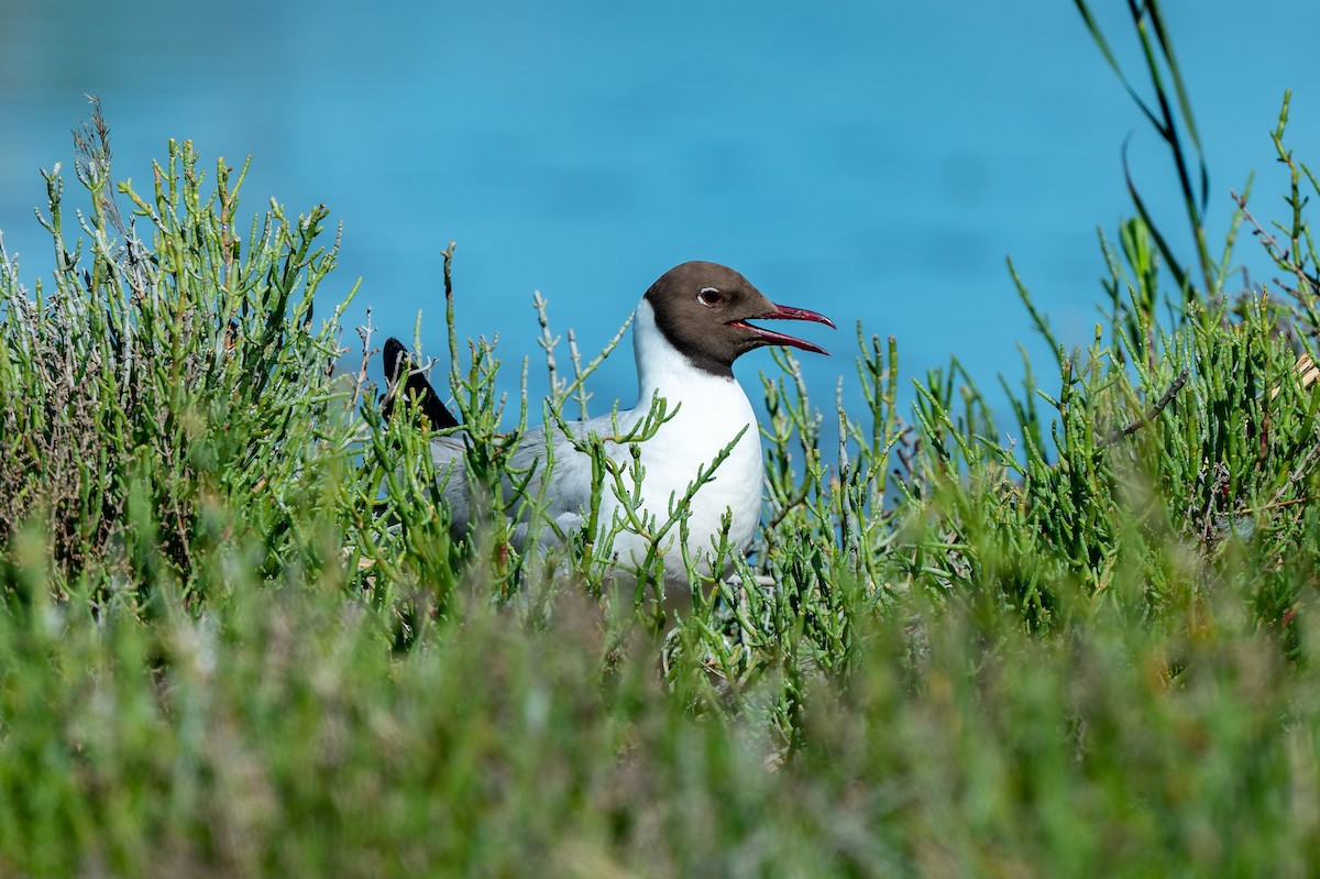 Black-headed Gull - lucien ABAH